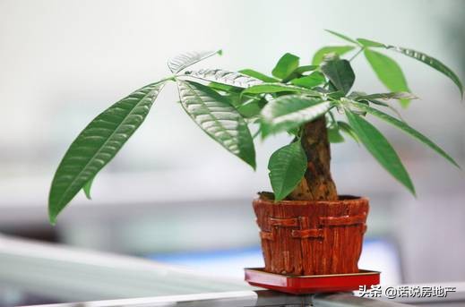 养好花六大关键十年养花经验总结,各种花卉养花技巧知识大全合集