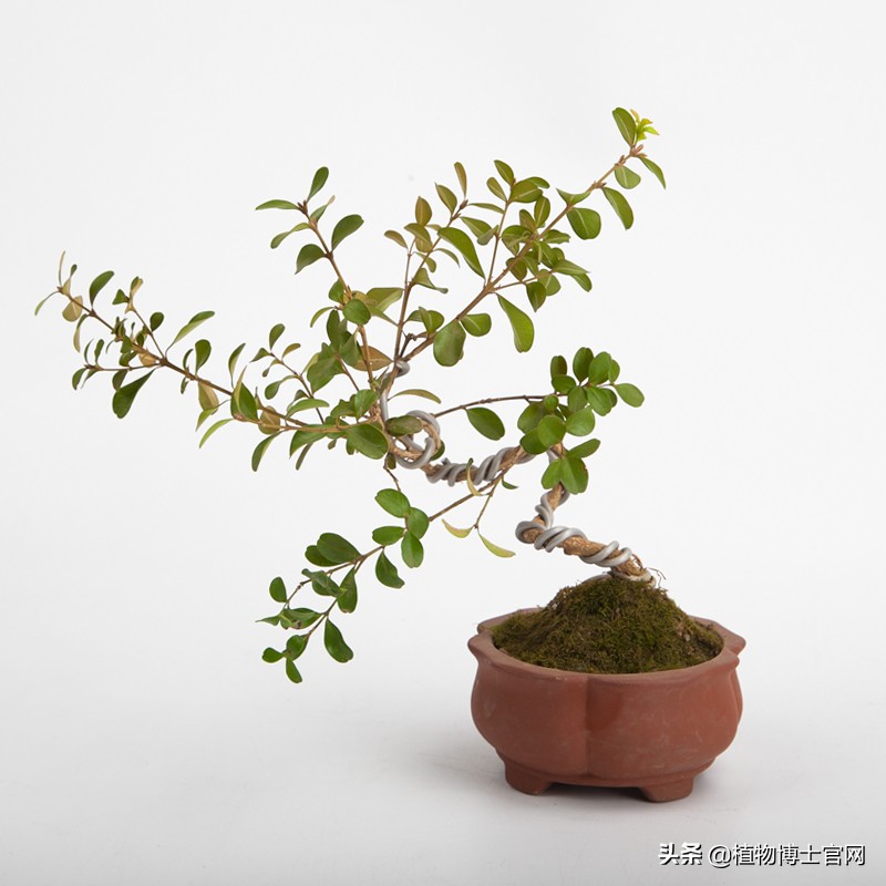 小叶黄杨黄叶原因如何解决,小叶黄杨树叶发黄是什么原因