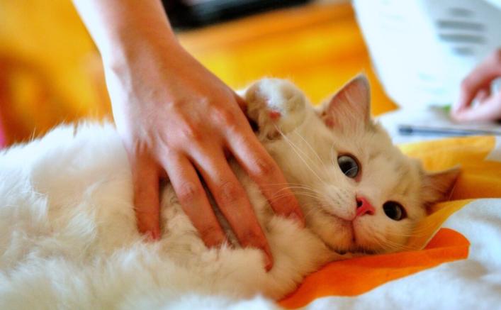 撸猫有什么风险,撸猫不能撸的几个部位