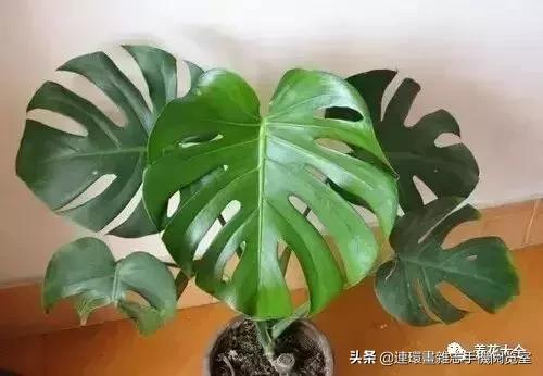 100种常见花卉植物图谱,100种花卉素描图谱