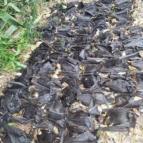 人类反思,人类对环境危机的反思