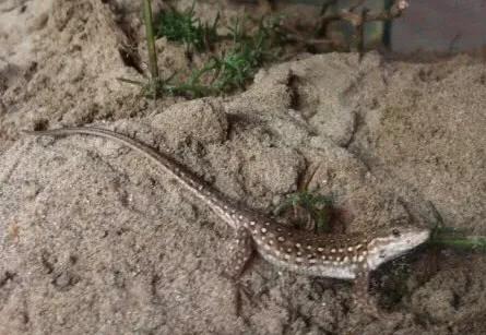 20年前农村很多，一到夏天就出没，小时候经常抓来玩，还会断尾巴