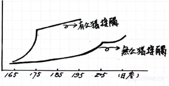 母猪为什么不哺乳,母猪为什么不奶小猪