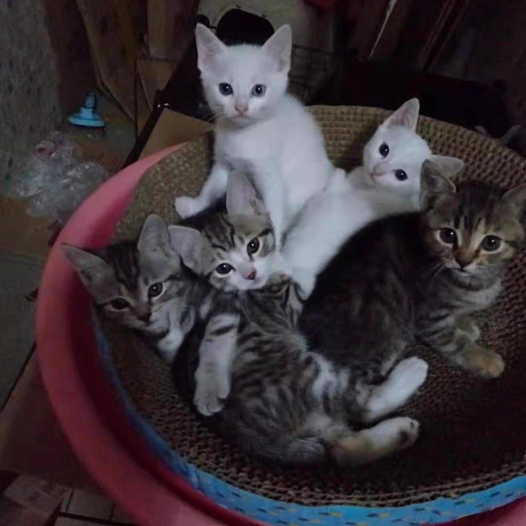 三个月猫咪吃什么牌子猫粮,猫咪的粮食什么牌子好