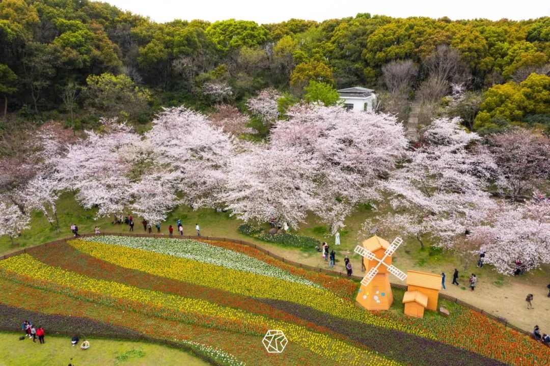 苏州赏花推荐景点有哪些,苏州赏花踏青攻略