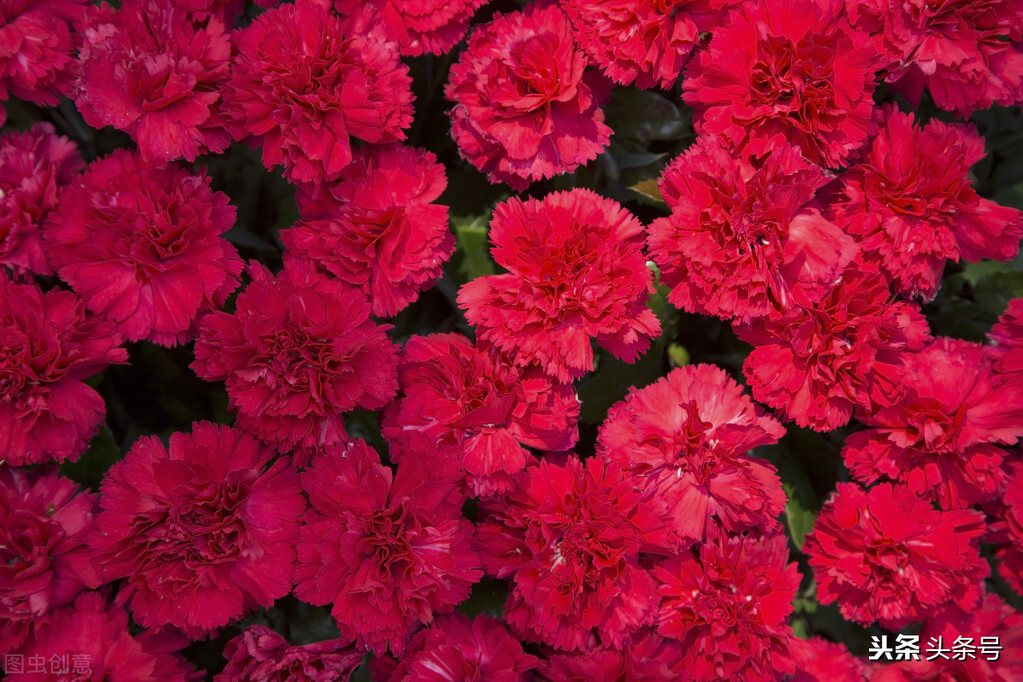 芳香情浓一一优雅的康乃馨（散文）