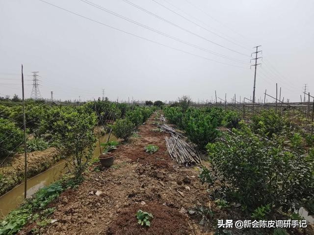 网购陈皮,网上买陈皮看什么标准