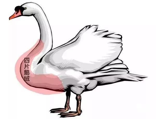 羽绒服辨质量四步走,moncler羽绒服怎么选