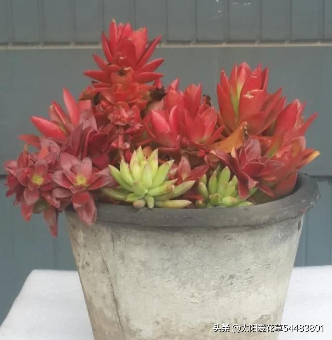 火祭养殖方法和注意事项,单头火祭怎么养才能爆盆