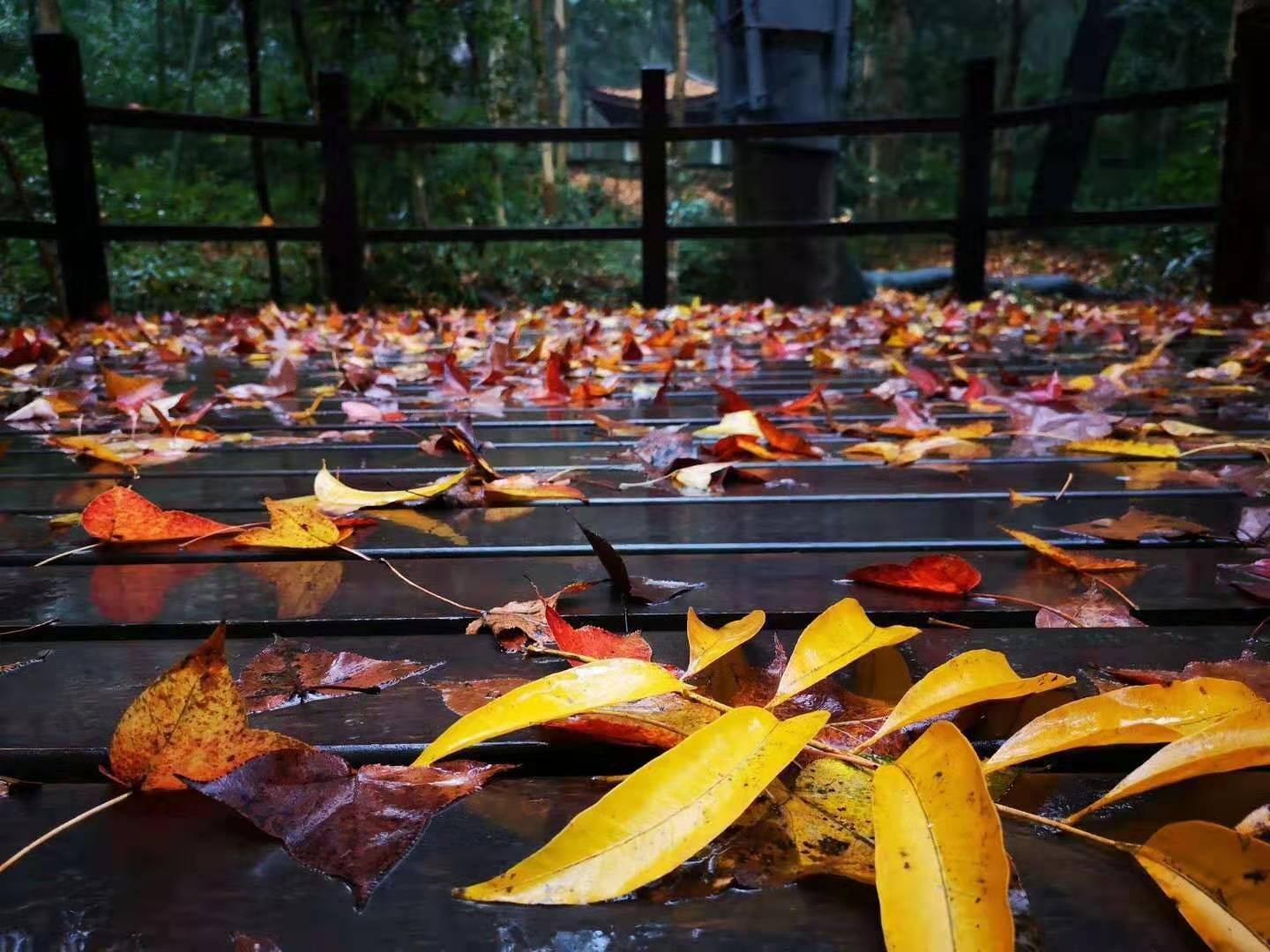 杭州云栖竹径多高,杭州人知道的云栖竹径