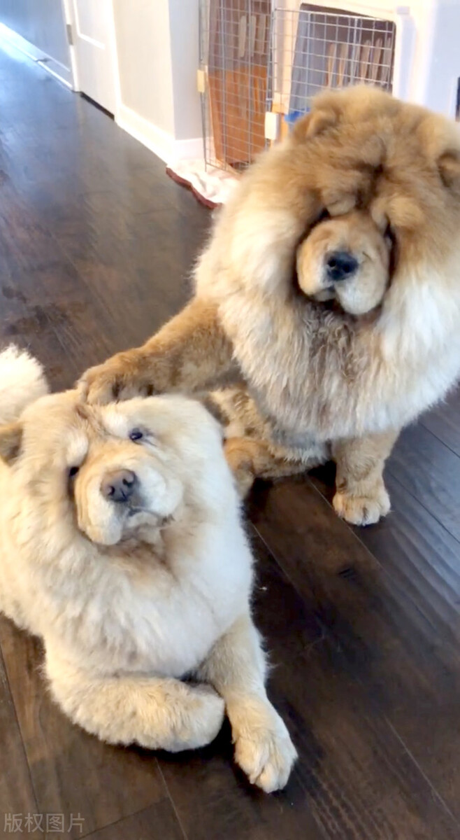 生活中松狮犬的养护须知是什么,松狮犬该怎么养这篇文章为你解读