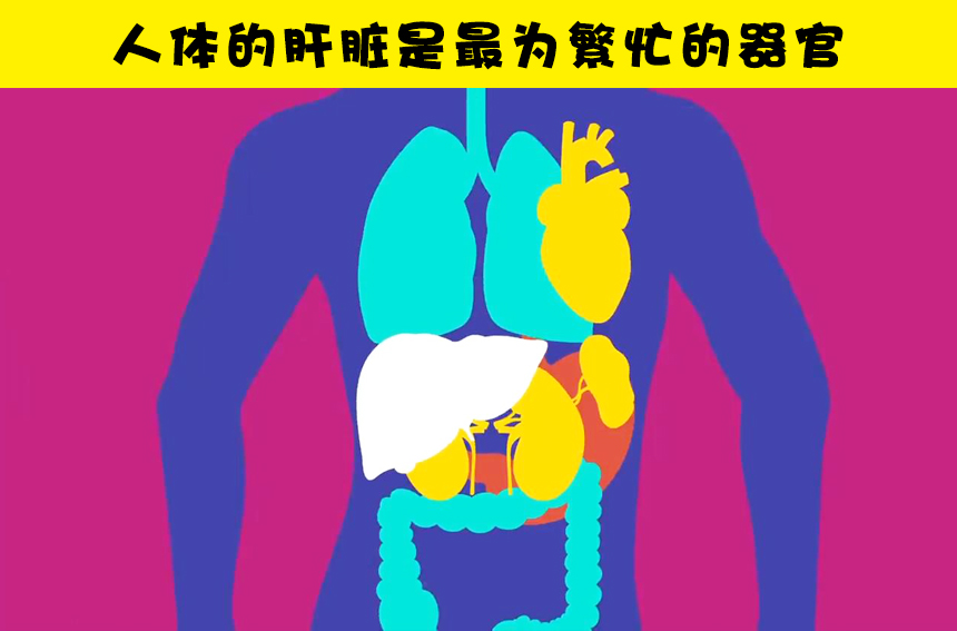 关于人体,大多数人还不知晓的15个事实