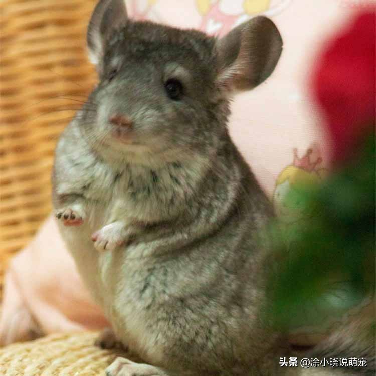 补充微量元素会影响大便吗,补充维生素可以减少猫咪掉毛吗