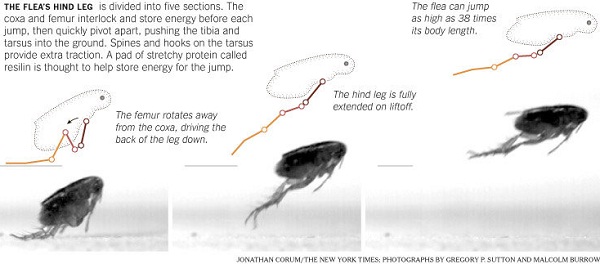 改变历史的跳蚤,微小却让人颤栗
