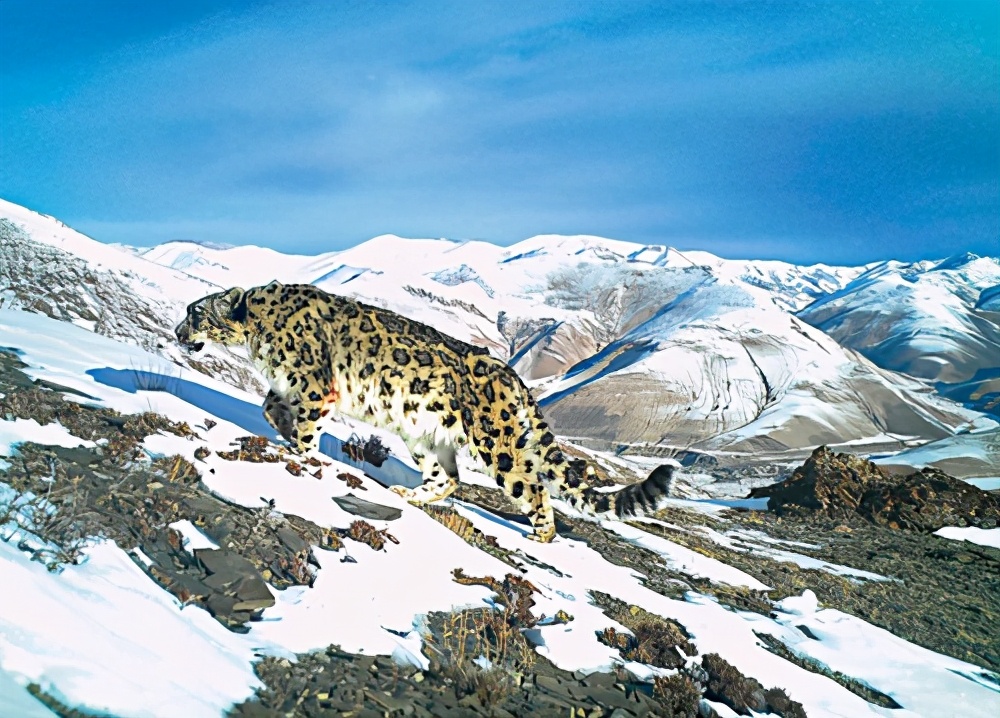 林草科普|雪豹：远离人类的大猫