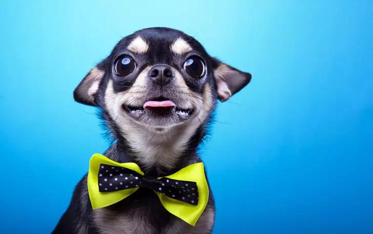 世界上最小最可爱的狗,世界上最可爱最小的狗