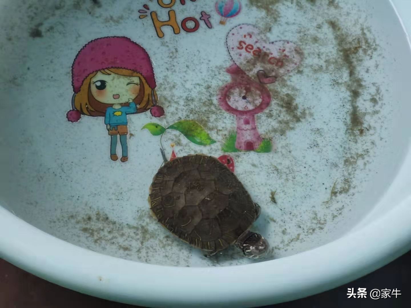 家牛的宠物龟、草金鱼、仙人球日志第328日