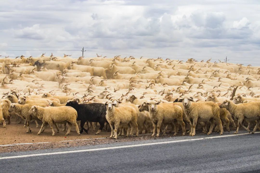 青海羊肉和宁夏滩羊哪个好,青海新疆内蒙哪里羊肉最好