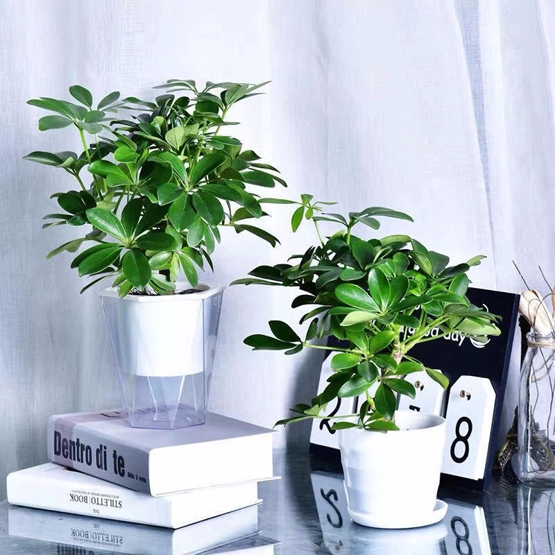 聪明人只爱这3种花卉视频,聪明人都在养的5种花香雪兰