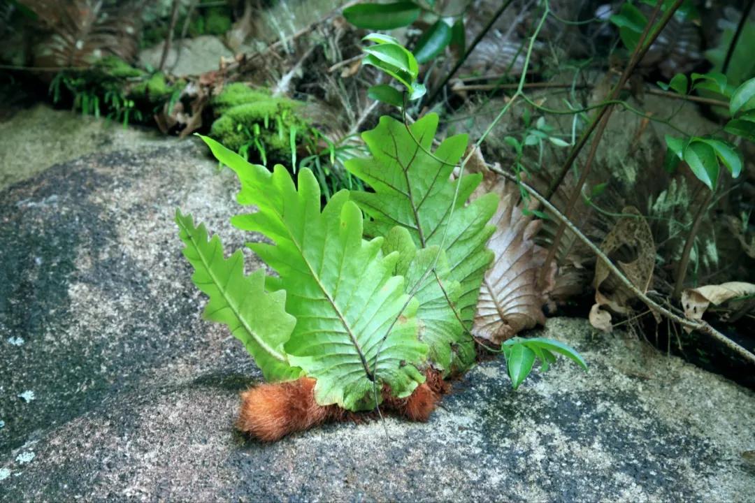 硬核整理!高清中药教材原植物彩*图色**谱(四期)