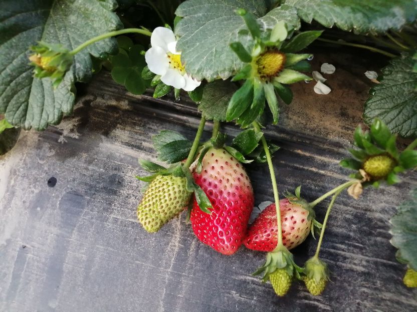 偶遇乡村田园生活视频,偶遇田园生活韩剧演员