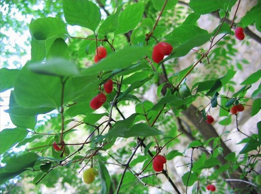 百种味道的果子,四季百种果子图片