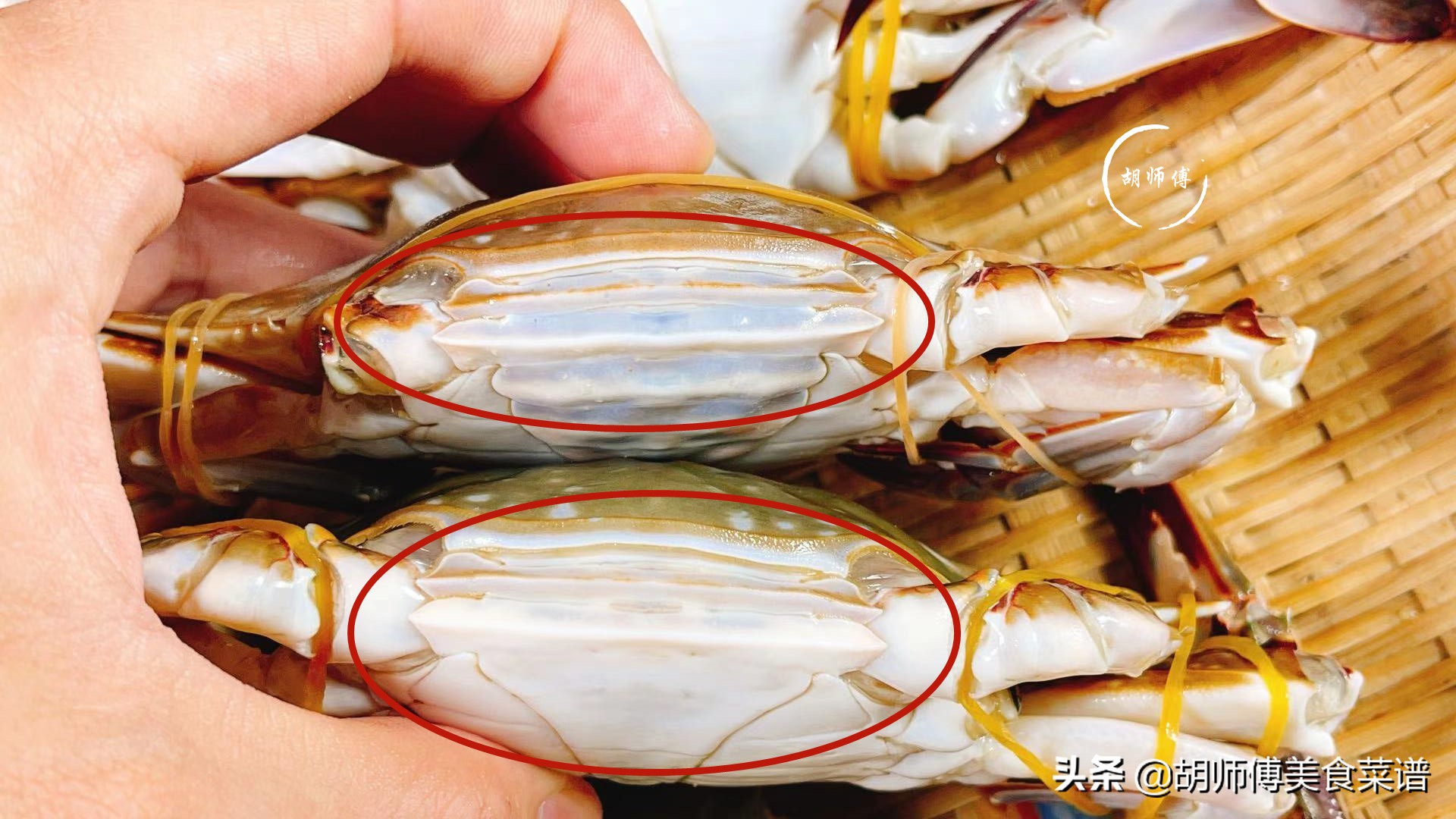 买螃蟹怎么挑是肥的,买螃蟹的时候怎么挑选肥的