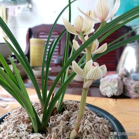 养兰花浇水用什么水好,如何养好兰花用什么肥