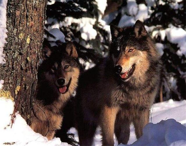 花季少女拿祖传狼皮鉴宝,女大学生带祖传鉴宝完整版