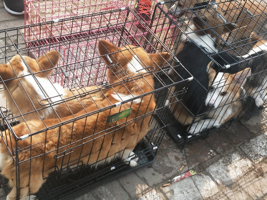 开封狗市抓狗视频,开封狗市拉布拉多和金毛的视频