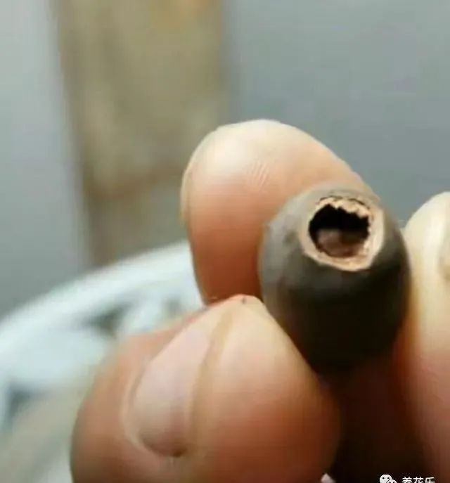 碗莲能养小鱼吗,一缸碗莲养几条小鱼