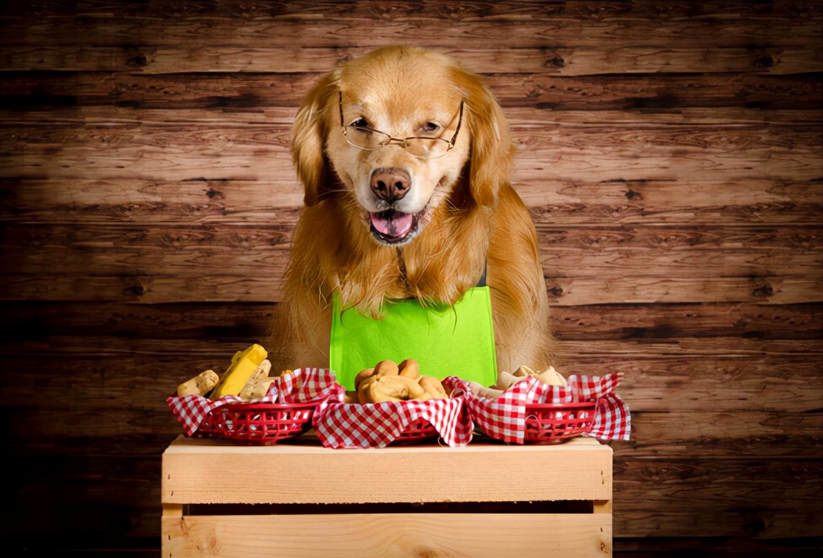 金毛正常吃喝但呕吐是什么原因,金毛突然呕吐是什么原因