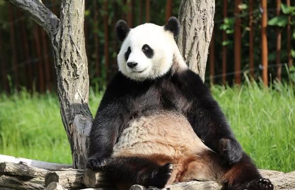 外国人为什么这么喜欢大熊猫呢,外国人究竟有多爱大熊猫