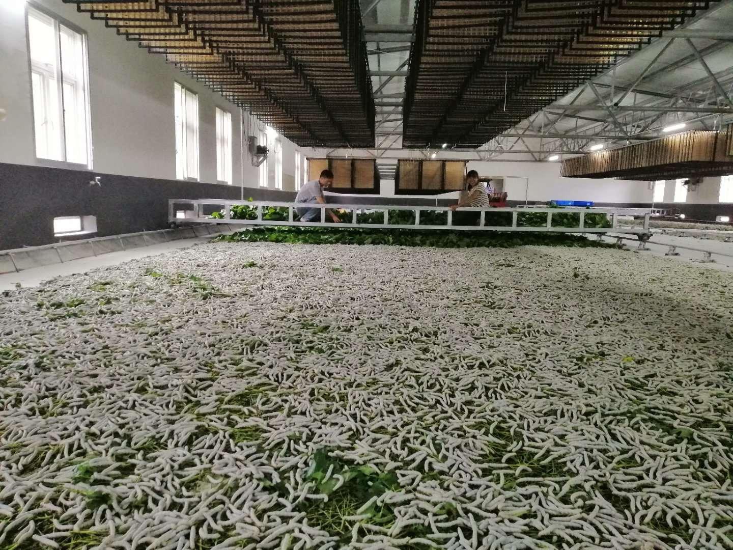 养蚕蚕病发作的原因,养蚕越来越多怎么办