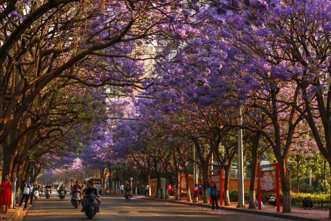 戴口罩的春节,戴口罩的冬天过去了