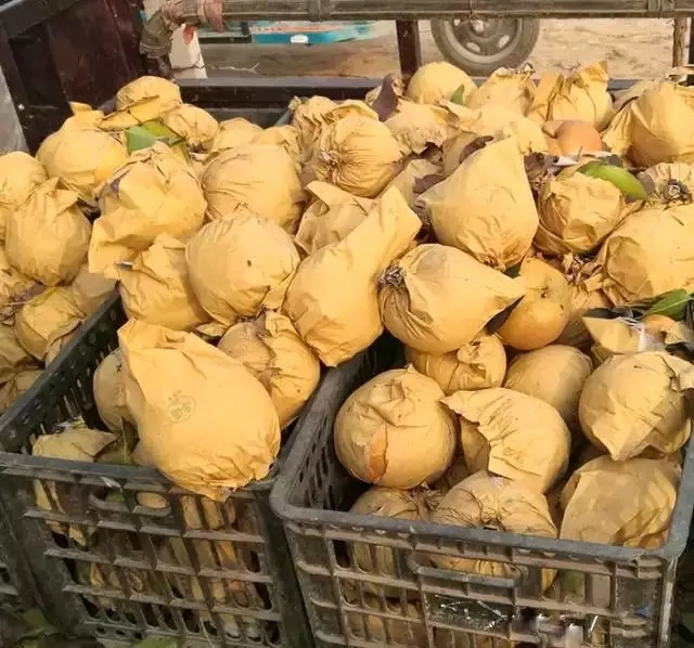 甜爆了！脆惊了！后观寨晚秋黄梨傲霜迎雪等君前来采摘