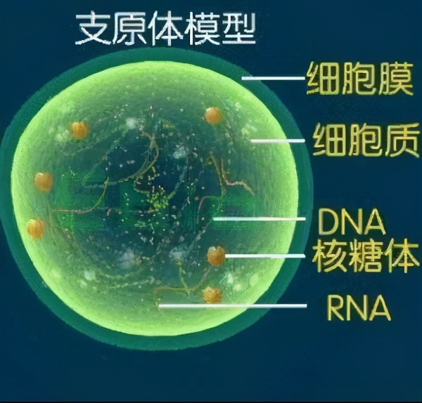 肺炎支原体抗体阳性1:40怎么回事,儿童肺炎支原体感染是怎么来的