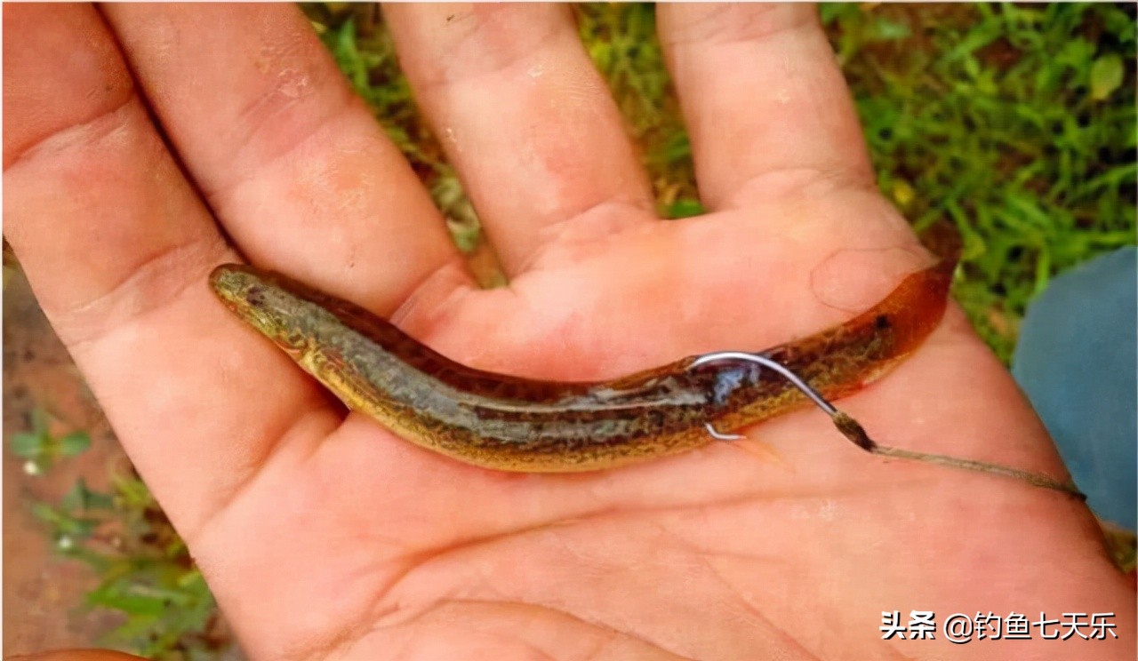 泥鳅钓鱼禁止了吗,重庆溪流禁钓政策