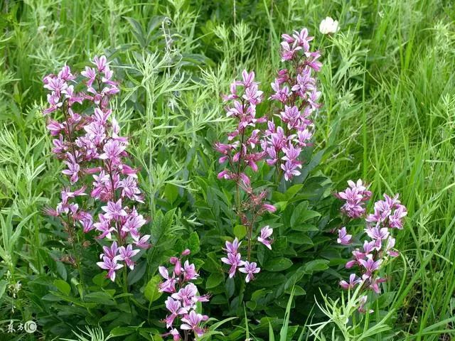 中兽医防治鸡病的药物,鸡专用常用兽药