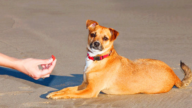 特别容易生病的狗狗排行榜,哪种狗狗不容易生病好养活