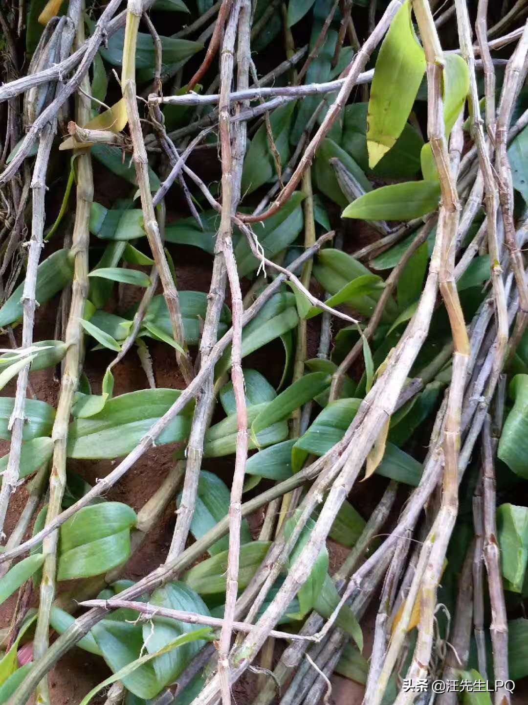 可以从老挝带回来的特产,老挝的风土人情和特产文化有哪些