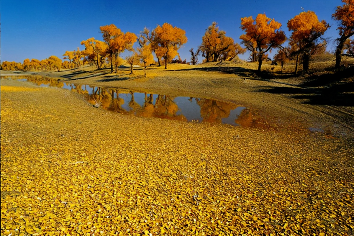 艺术家朗诵不朽的胡杨,千年不朽的胡杨
