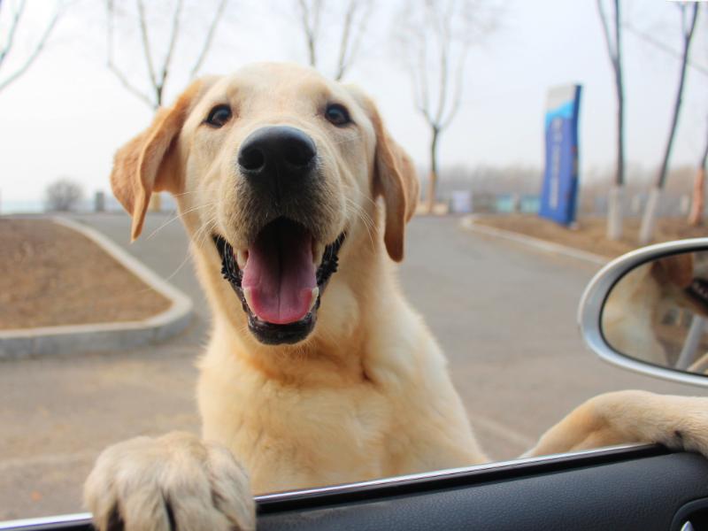 常见的养宠问题,养宠小知识驱虫