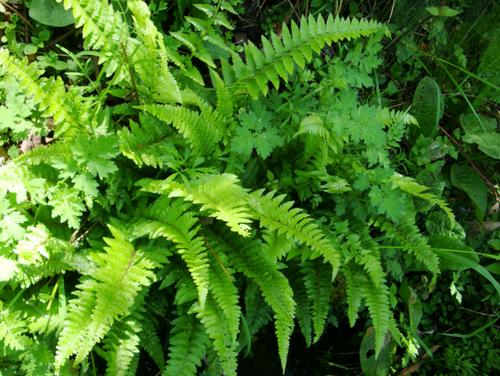 中国南方的蜈蚣草,野生地蜈蚣草