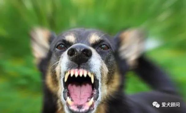 狗狗扰民被投诉怎么办？别慌！赶快学习这几种方法！