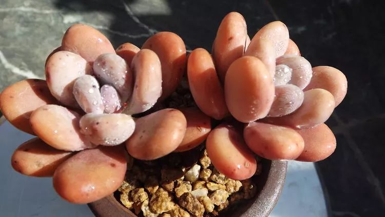 爱机车,爱多肉,宝妈花姐的诗和远方