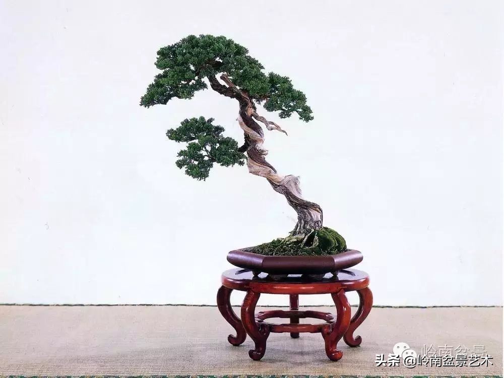 素仁格与文人树,你怎么看?