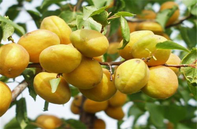 杏高效种植技术与病虫害防治图谱,杏树怎么防治杏褐斑病