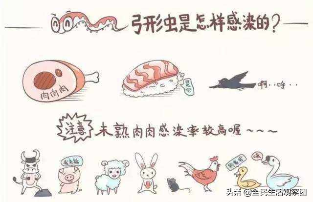 弓形虫感染为什么会引发流产,弓形虫会引起胎儿畸形吗