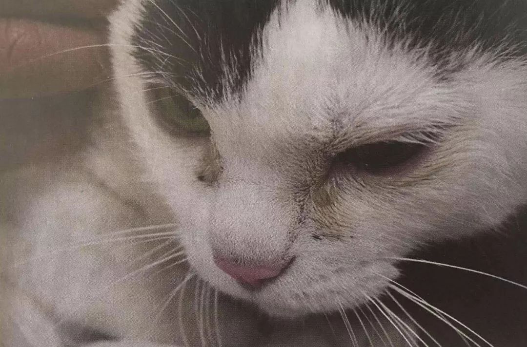 关于EGC身为铲屎官的你知多少?各种皮肤病都可能是EGC!